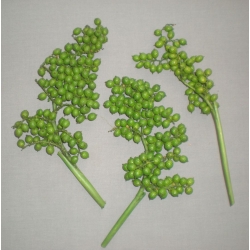 Canella Berries Green (6oz.)