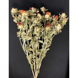 Carthemus Orange (5 stems)