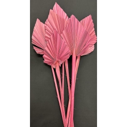 Palm Spear Antique Pink 4-5" (8)