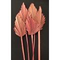 Palm Spear Rose Pink 4-5" (5)