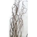Curly Willow Natural 4-5'