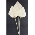 Palm Spear Large Bleached 7-9" (3)