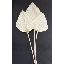 Palm Spear Large Bleached 7-9" (3)
