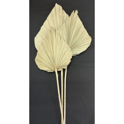 Palm Spear Large Natural 7-9" (3)
