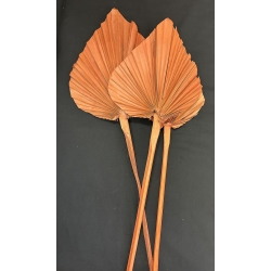 Palm Spear Large Orange 7-9" (3)