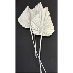 Palm Spear Large Pastel White 7-9" (3)