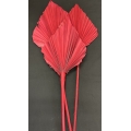 Palm Spear Large Red 7-9" (3)