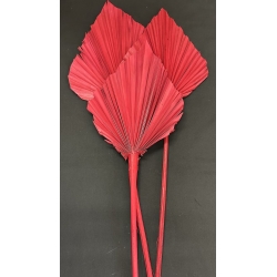 Palm Spear Large Red 7-9" (3)