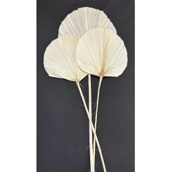 Palm Spear Round Bleached 7-8" (3)