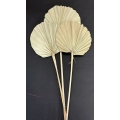 Palm Spear Round Natural 7-8" (3)