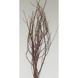 Birch Branches 2-4" (5)