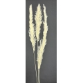 Pampas Bleached 40" (3)