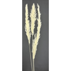 Pampas Bleached 40" (3)