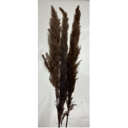 Pampas Brown 40" (3)