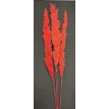 Pampas Red 40" (3)