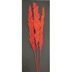 Pampas Red 40" (3)