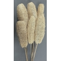 Luffa Bleached (6)