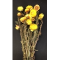 Helichrysum Yellow