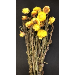 Helichrysum Yellow