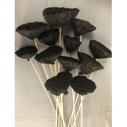 Lotus Pods Medium Black (12)