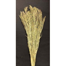 Panicum Natural