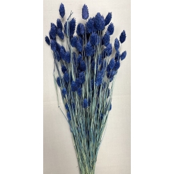 Phalaris Dark Blue (4 oz.)