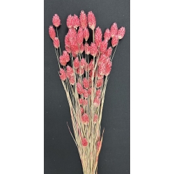 Phalaris Rose Pink (2 oz.)