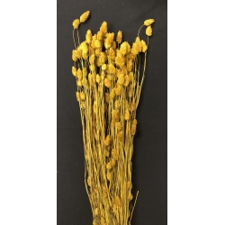 Phalaris Yellow (4 oz.)