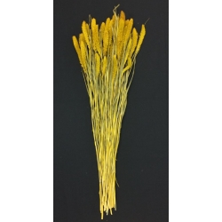 Setaria Yellow (4 oz.)