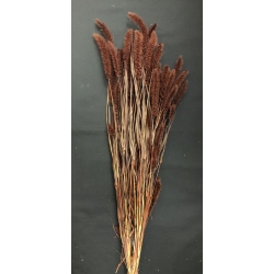 Setaria  Mahogany