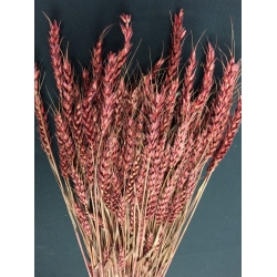 Wheat Mahogany