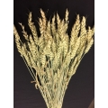 Wheat Green (6 oz.)