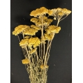 Yarrow Yellow (10 stems)