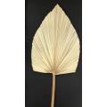Giant Palm Spear Natural (1) 10"