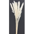 Pampas Bleached 30" (10)