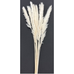 Pampas Bleached 30" (10)