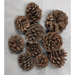 Pine Cone Natural 3-4" (10)