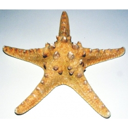 Giant Starfish 6" (2)