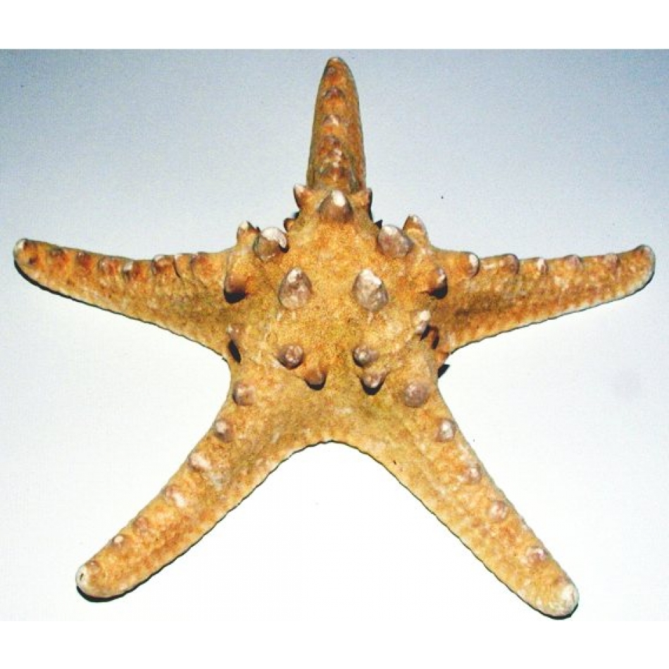 giant starfish
