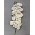 Orchid White 34"