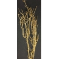 Sparkle Birch Gold 36" 2-3 stems