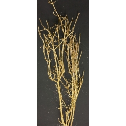 Sparkle Birch Gold 36" 2-3 stems