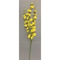 Forsythia Spray 36"